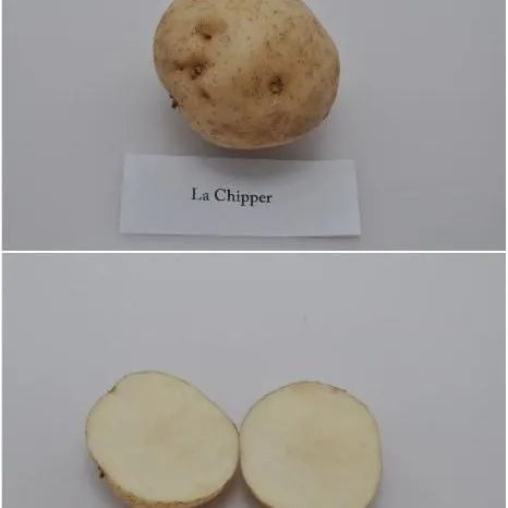 thumbnail for publication: University of Florida Potato Variety Trials Spotlight: 'LaChipper'